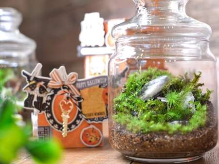 苔の倉（苔テラリウム）3